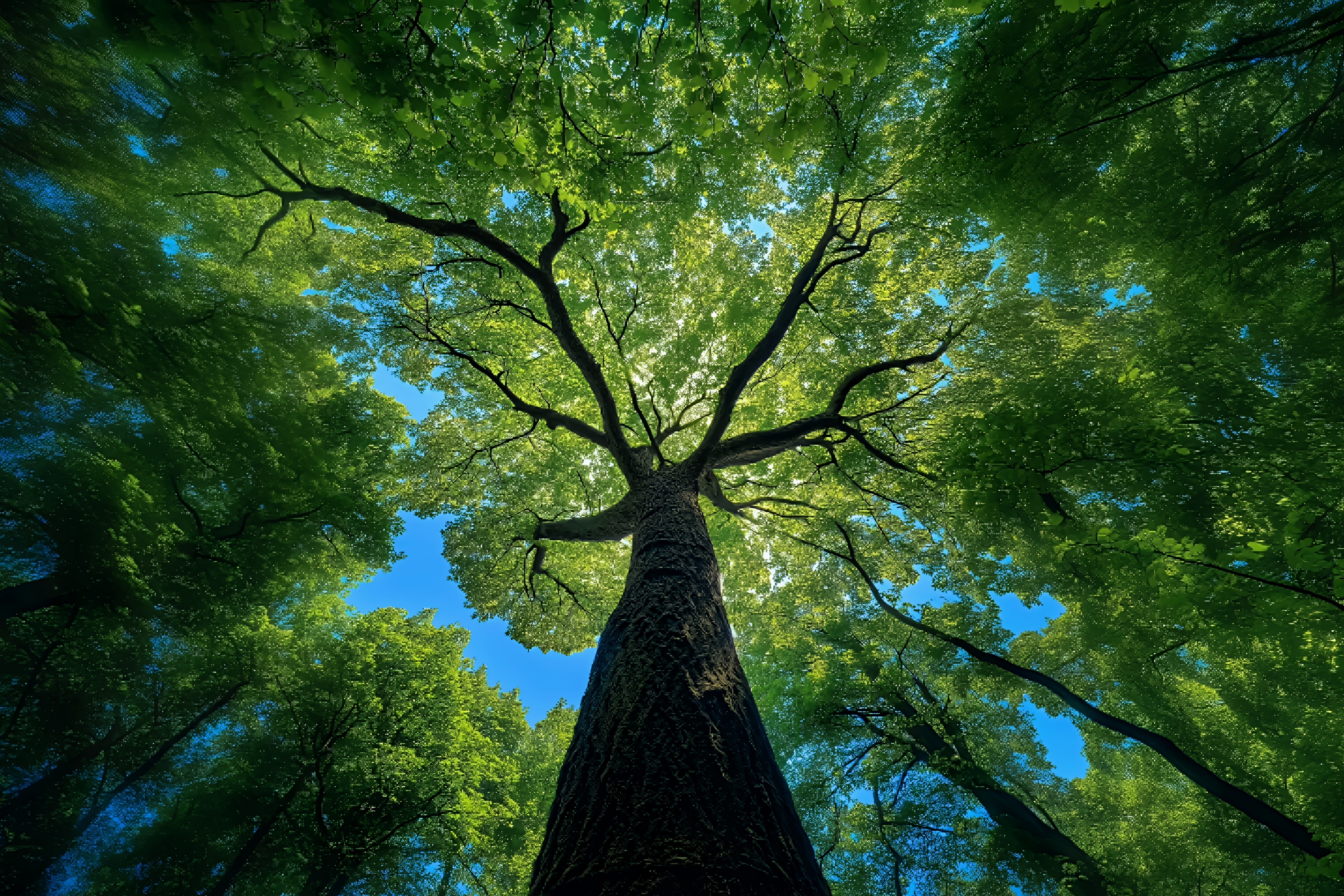 免费搭建自己的头像源